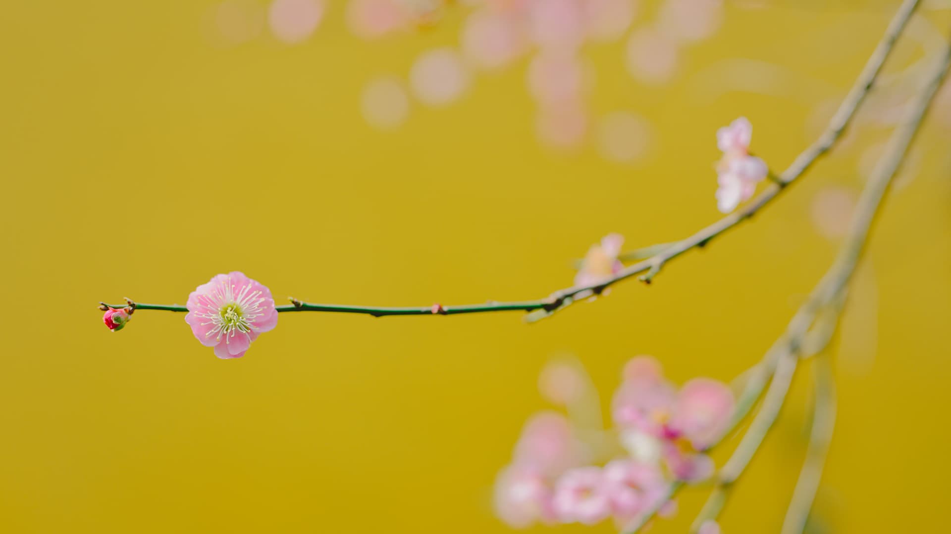 Blossom with The Ticket Blossom with The Ticket
